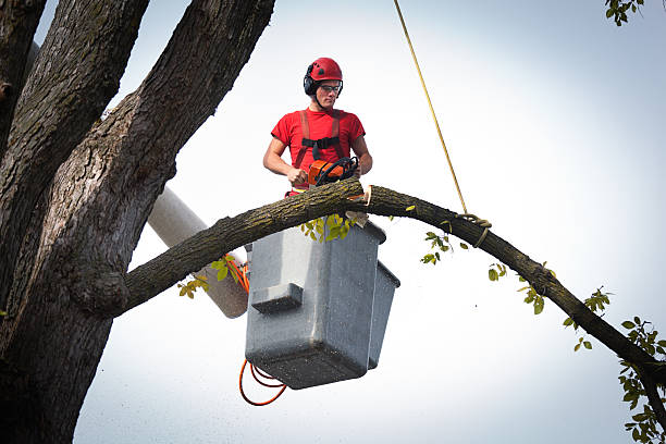 The Steps Involved in Our Tree Care Process in Camden, SC